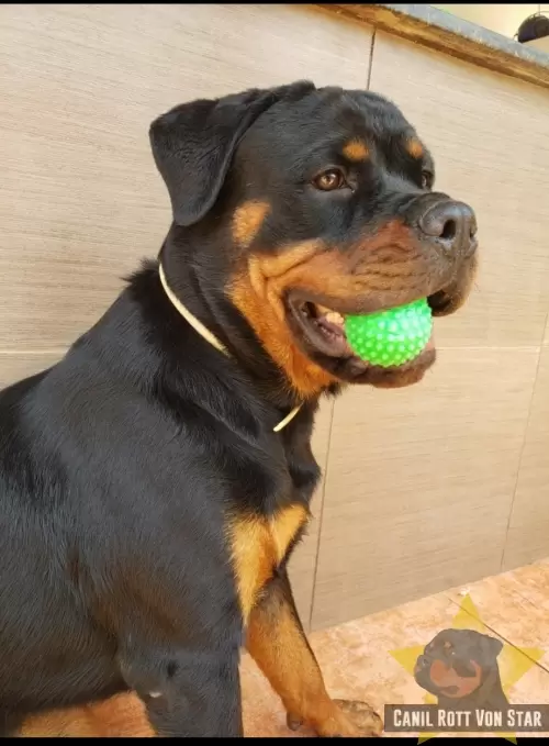 Filhotes do Passado