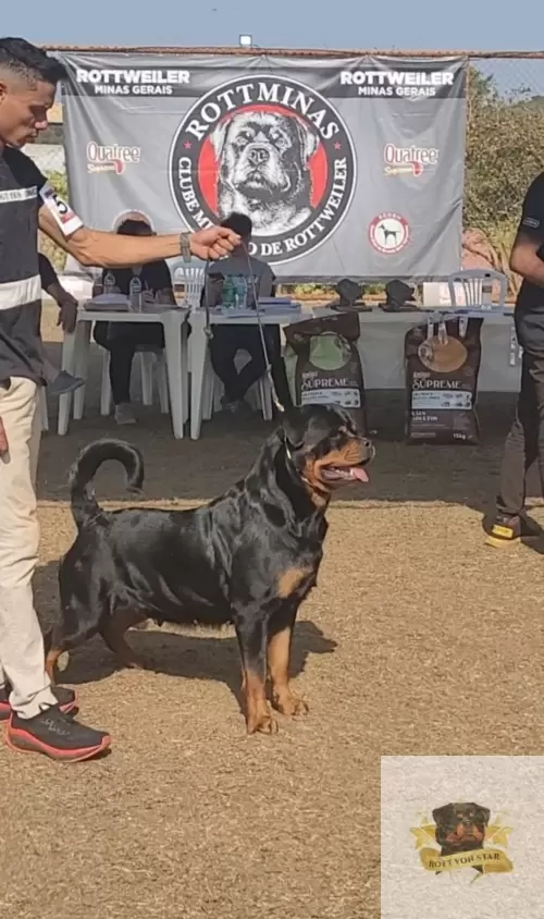 Von Star nas Exposições