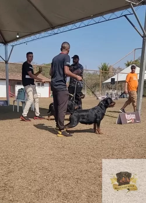 Von Star nas Exposições