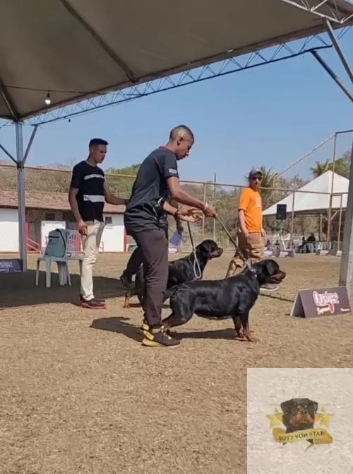 Von Star nas Exposições