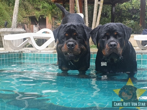 Casal de filhotes com 1 ano, no Sítio do cliente. Filhos de Kirah Bax x Yavier